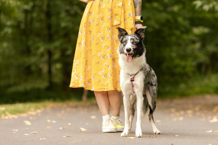 Dog sits next to the owner. Border collie dog breed. Walking with dog. No face. Lifestyleの写真素材