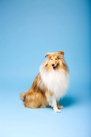 Cute Rough Collie dog on blue backgroundの写真素材