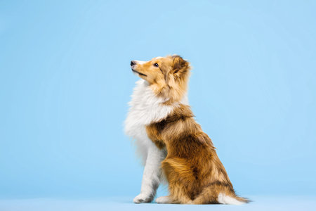 Shetland Sheepdog dog in the photo studio on the blue backgroundの写真素材