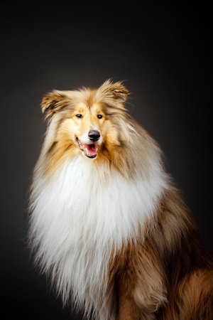 Rough Collie dog on black backgroundの写真素材