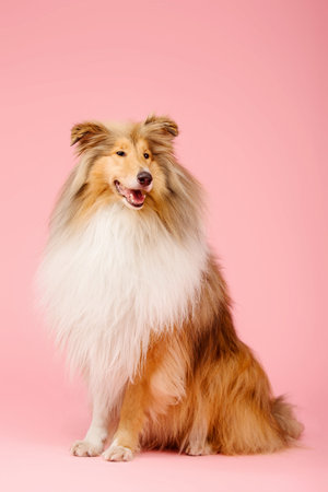 Cute Rough Collie dog on pink backgroundの写真素材