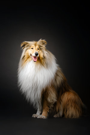 Rough Collie dog on black backgroundの写真素材