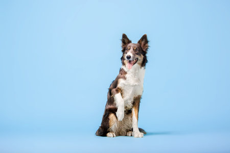Border Collie dog in the photo studio on the blue backgroundの写真素材