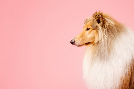 Cute Rough Collie dog on pink backgroundの写真素材