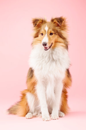 Shetland Sheepdog dog in the photo studio on pink backgroundの写真素材