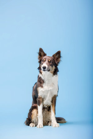 Border Collie dog in the photo studio on the blue backgroundの写真素材