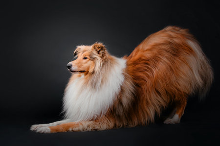 Rough Collie dog on black backgroundの写真素材