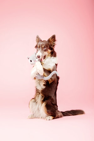 Border Collie dog in the photo studio on pink backgroundの写真素材