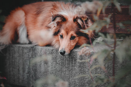 Dog with pumpkins. Shetland Sheepdog. Thanksgiving day. Fall season. Halloween holidays. Sheltie dog breedの写真素材