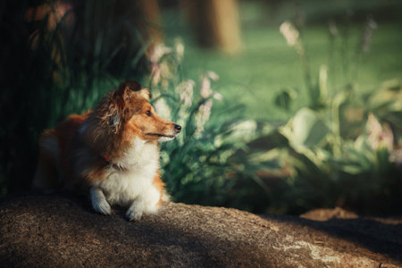 Sheltie Dog on a Walk: Serene Canine in Natureの写真素材