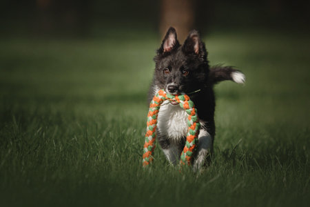 Happy Border Collie puppy Dog Enjoying Nature Walkの写真素材