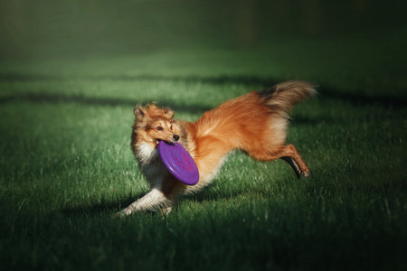 Sheltie Dog on a Walk: Serene Canine in Natureの写真素材
