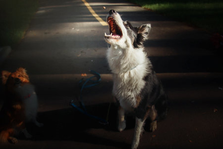 Happy Border Collie Dog Enjoying Nature Walk amidst Lush Greenery and Treesの写真素材