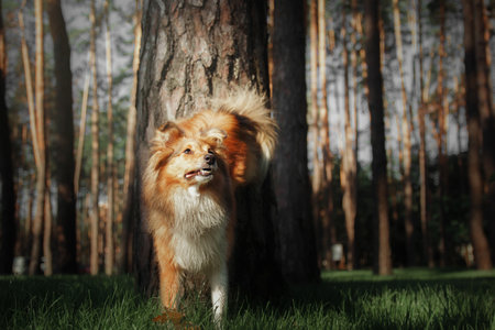 Sheltie Dog on a Walk: Serene Canine in Natureの写真素材