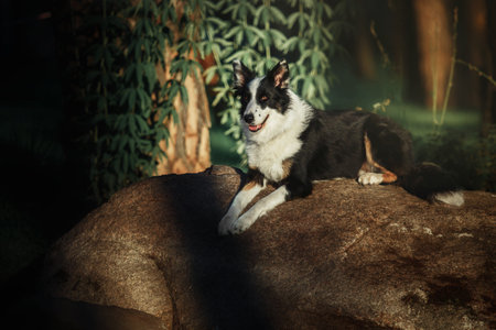Happy Border Collie Dog Enjoying Nature Walk amidst Lush Greenery and Treesの写真素材