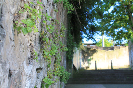 Closeup green plants growing through the stone wall with blur backgroundの写真素材