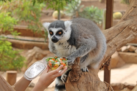 Feeding of a grey fluffy lemurの写真素材