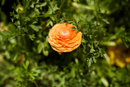 Close up view of one Ranunculus flower in a field aka buttercup flower, blooms in vibrant warm...