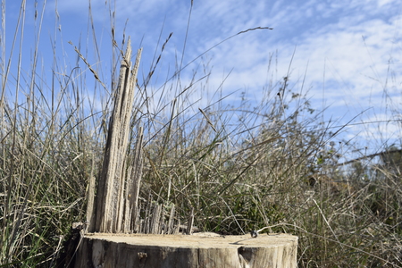 Striated stump among field grassesの写真素材