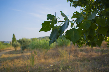 Tree branch focused on landscape backgroundの写真素材