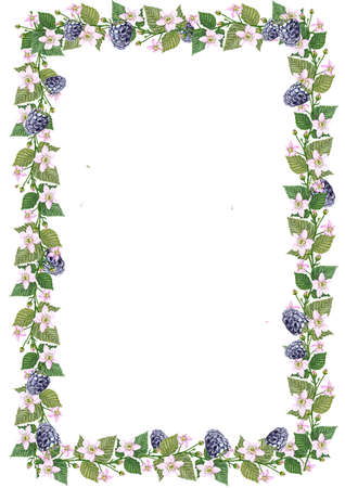 Watercolor hand painted blackberry leaves frame.の写真素材