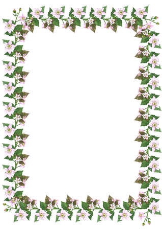 Watercolor blackberry leaves and blossom frame.の写真素材