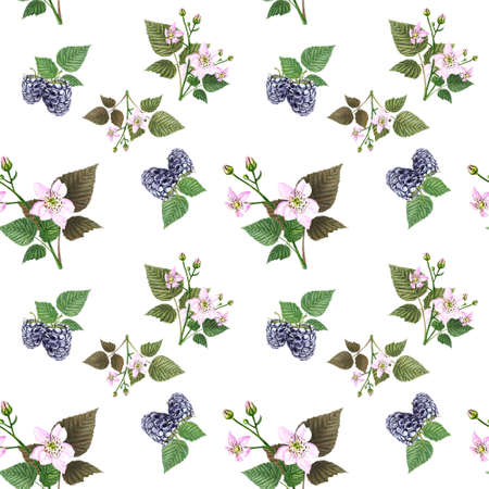 Watercolor blackberry and blossom seamless pattern on a white background. Hand drawn blackberries, leaves and flowers pattern.の写真素材