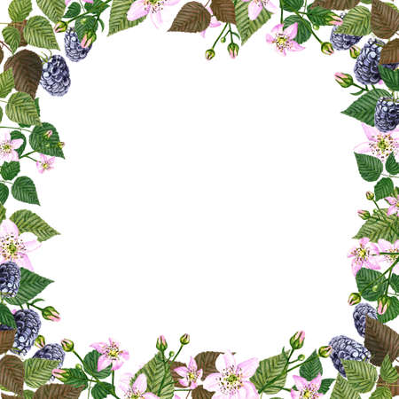 Watercolor floral square frame with blackberry, flowers and leaves. Hand drawn illustration.の写真素材