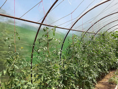 A vegetable garden in the village and a greenhouse with bright green vegetables, cucumbers and tomatoes. Growing healthy fresh vegetarian food. Agriculture on the farmの写真素材