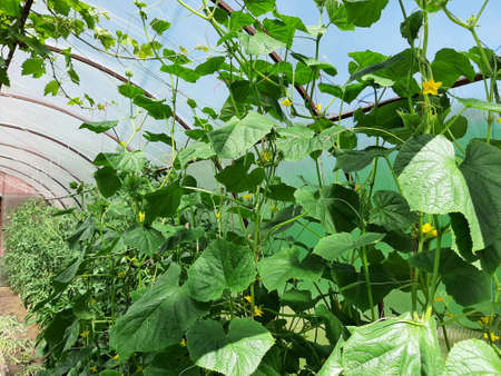 A vegetable garden in the village and a greenhouse with bright green vegetables, cucumbers and tomatoes. Growing healthy fresh vegetarian food. Agriculture on the farmの写真素材