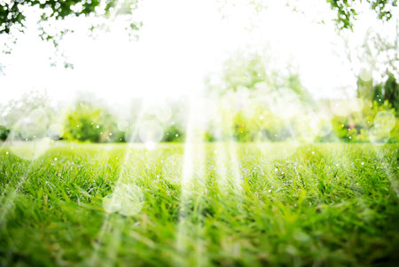 Background with Green Summer Landscapeの写真素材
