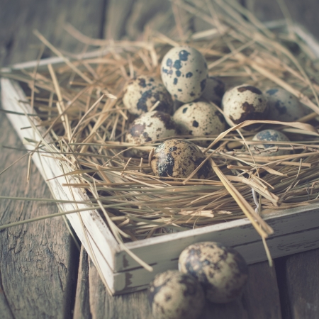 Card  with Quail Eggs Easter on a Hay Pastel Colorsの写真素材
