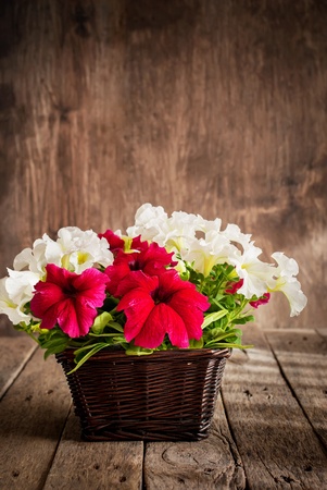 White and Red Petunia flowers in a wattled basket on wooden backgroundの写真素材