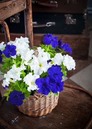 White and Violet Petunia flowers in a basketの写真素材