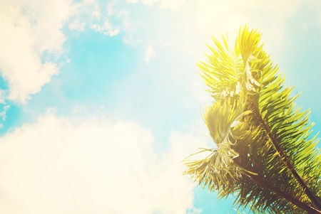 Two Leaves of Palm Trees on Blue Sky. Natural Background for Holiday Travel Card, Toned Effectの写真素材