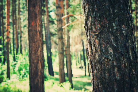 Coniferous Pine Forest with Sunlight through the Trunks of Trees. Toned