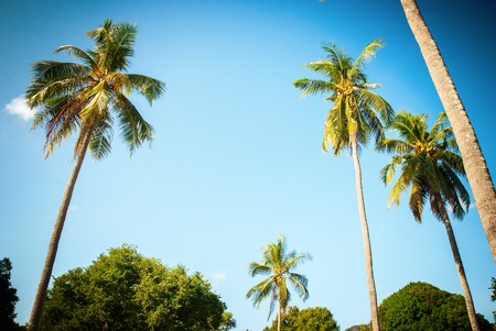 Tropical Background Palm Tree Sun Light Holiday Travel Design Vignetteの写真素材