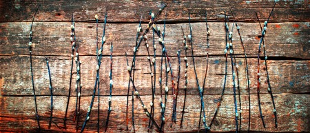 Blossoming Willow Branches Fluffy Kidneys Easter Kidney Old Wooden Background Long Format for Designの写真素材