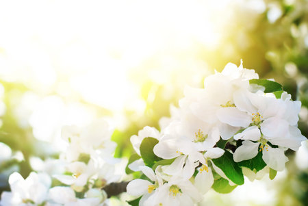 Apple Tree Blossoms in Spring Garden. White Flowers on a branch in morning sunlight. Natural floral...
