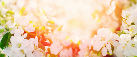 Beautiful Apple Tree Blossom. Natural floral background in spring time season with bright sun light...