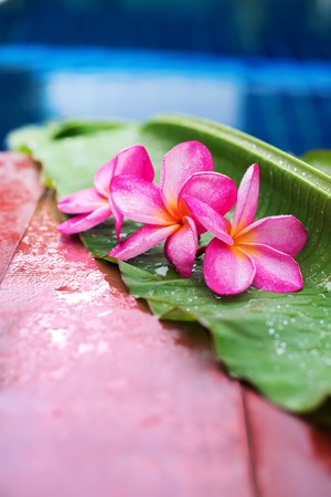 Group Pink Frangipani on Palm Leaf Wooden Background near Swimming Pool Copy Spaceの写真素材