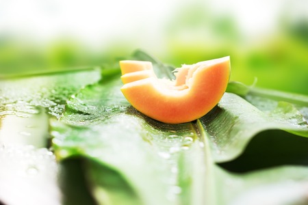 Sliced Melon Fruit on Wet Palm Leaf Nature Backgroundの写真素材