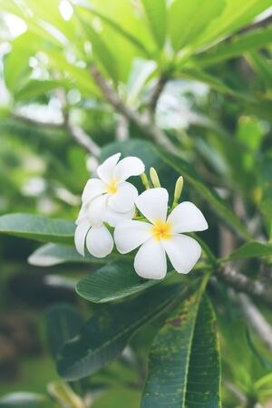 White Frangipani Tropical Flower Plumeria Blooming Tree Natural Backgroundの写真素材