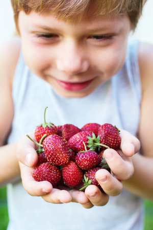 Child Hold Fresh Strawberry Seasonal Berry on Green Summer Backgroundの写真素材