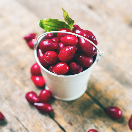 Ripe Red Cornel Berries Small Bucket Old Wooden Background Autumn Harvest Wild Berriesの写真素材