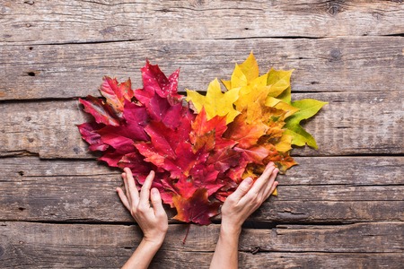female hand hold shape heart red yellow maple leaves fall wooden vintage background thanksgiving holidayの写真素材