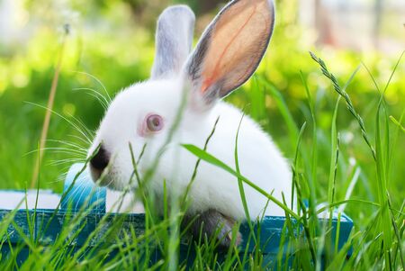 White Rabbit in Blue Wattled Basket Looking at Camera on Green Grass Farm Easter Holiday Symbolの写真素材