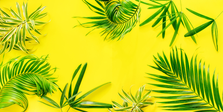 Variations Tropical Palm Leaves Yellow Background Flat Lay Top View Bannerの写真素材