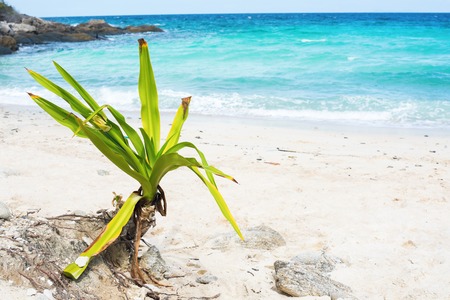 Tropical Green Plant on White Sand Beach. Turquoise Sea Lagoon Nature Landscape Tropical Background Holiday Travel Nature Viewの写真素材