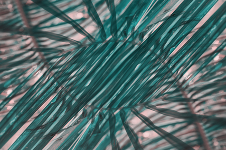 Abstract natural symmetry decor from tropical palm. High resolutionの写真素材
